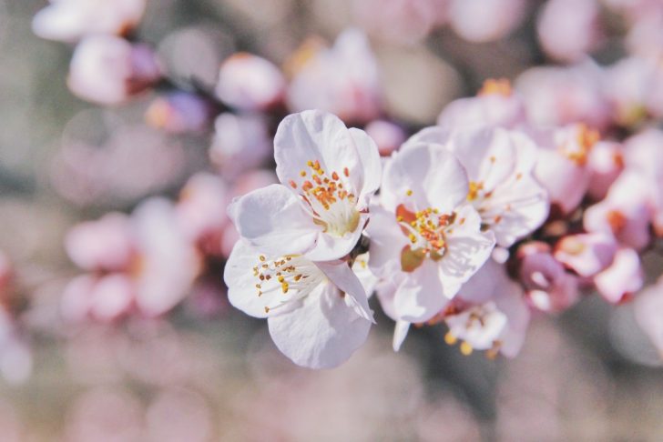 桜…upsplashより